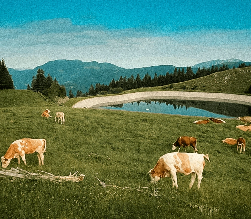Sprehod med živali na paši na Golteh